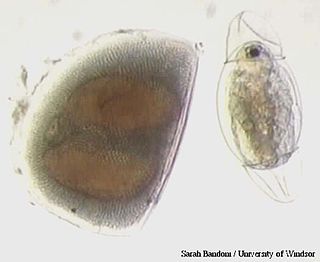<span class="mw-page-title-main">Ephippia</span> Eggs of small crustacea