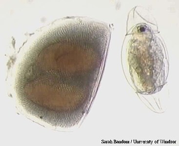 Éphippie et larve issues de reproduction sexuée.