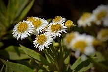 Darwiniothamnus lancifolius.jpg