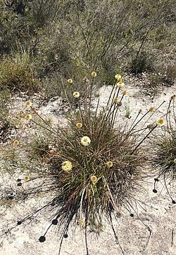 Dasypogon bromeliifolius 28998701.jpg