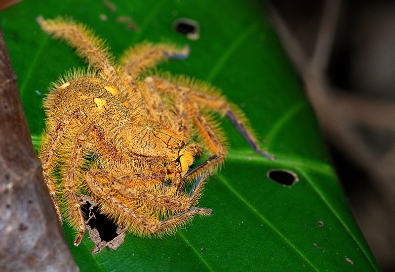 File:David Bowie spider.jpg