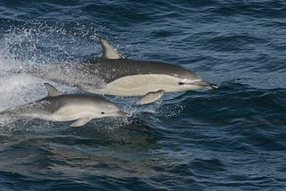 Short-beaked common dolphin species of mammal