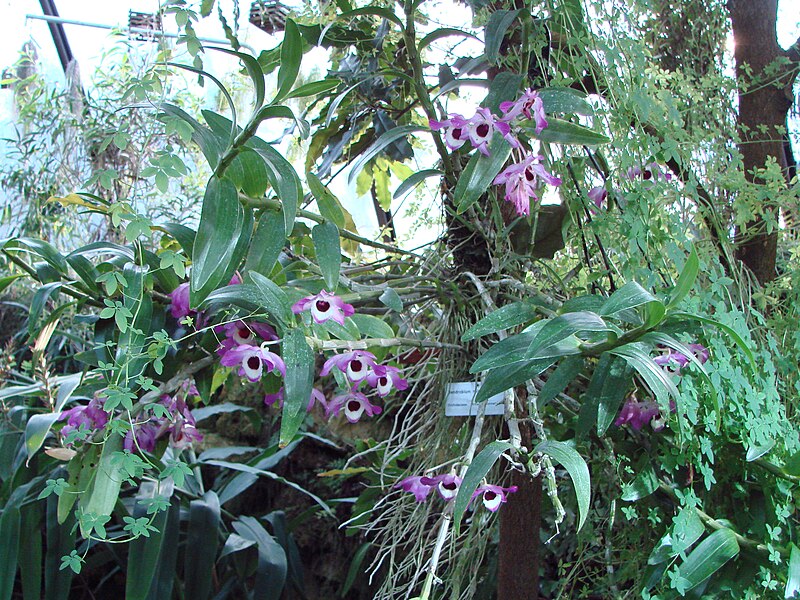 File:Dendrobium nobile (BG Zurich)-04.JPG