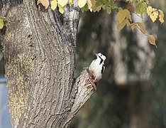 Dendrocopos syriacus Syrian Woodpecker Alaca Ağaçkakan