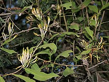 Dendrophthoe falcata in Hyderabad, AP W IMG 0454.jpg
