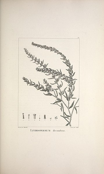 File:Description des plantes nouvelles et peu connues (Plate 37) (9340591627).jpg