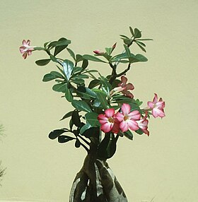 Adenium obesum