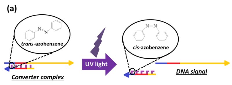 File:Design 10-22アゾベンゼンDNA解離.png