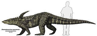 <span class="mw-page-title-main">Aetosauriformes</span> Extinct clade of reptiles