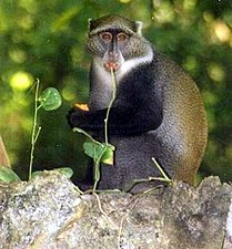 Cercopithecus mitis.