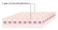 Diagram of epithelial cells CRUK 033.svg