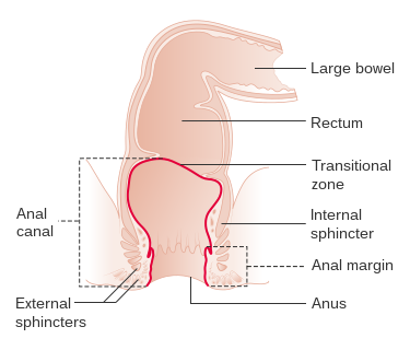 Diagram showing the anatomy of the anus CRUK 282
