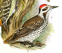 Die Vögel Afrikas (6425133621), Dendropicos stierlingi.jpg