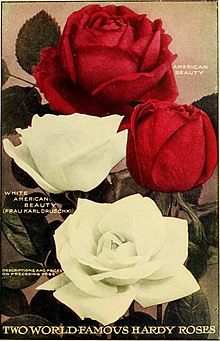 rose - Wiktionary, the free dictionary