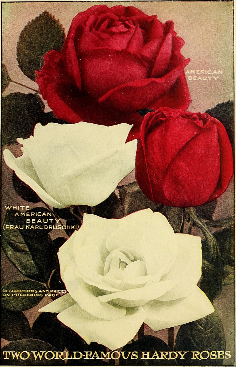Rose - Wikipedia