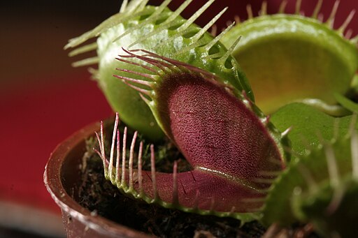 Dionaea muscipula trap