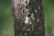 Diospyros oocarpa stem.jpg