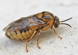 Common pine sawfly (Diprion pini), female