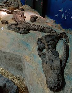 The type specimen of Rhomaleosaurus zetlandicus, on display at the Yorkshire Museum