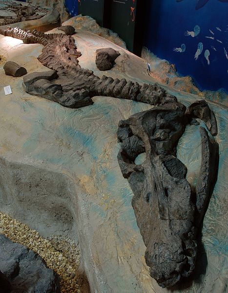 File:Displayed Rhomaleosaurus skeleton YORYM G503.JPG