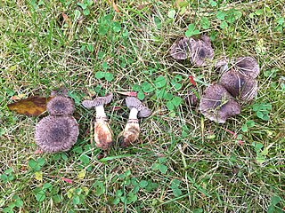 <i>Dissoderma odoratum</i> Species of fungus