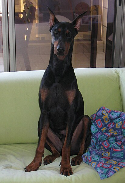 File:Dobermann 032.jpg