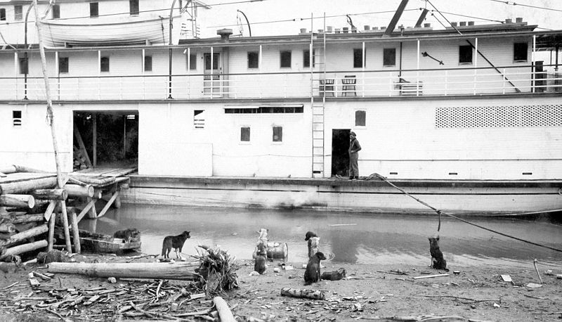 File:Dogs greeting a riverboat in Fitzgerald, Alberta (16114289703).jpg