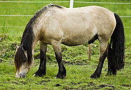 Equus ferus caballus (Dole Gudbrandsdal)