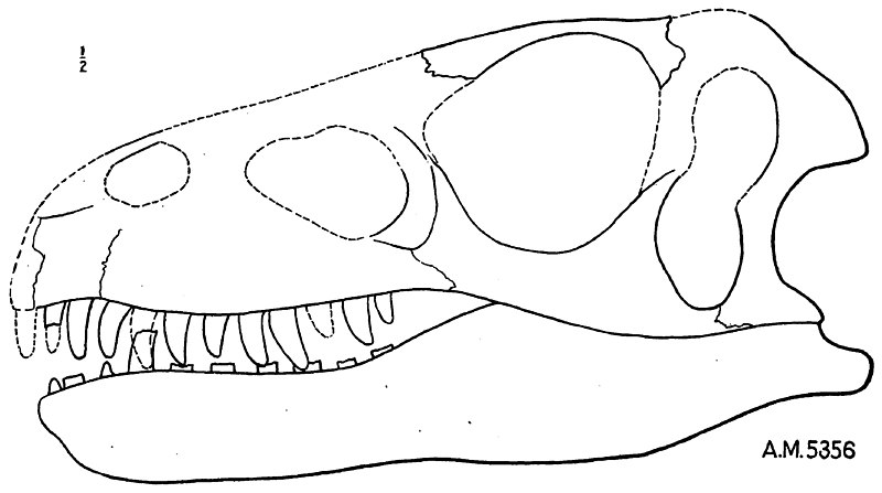 File:Dromaeosaurus albertensis holotype.jpg