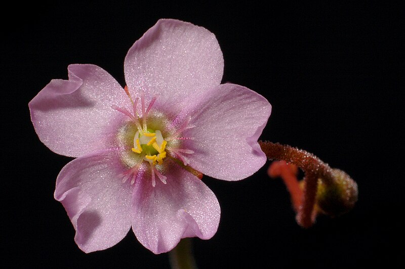 File:Drosera natalensis flower Darwiniana.jpg