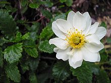 Dryas octopetala.JPG