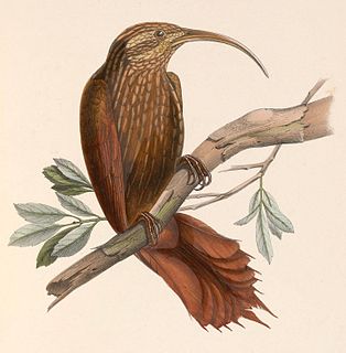 <span class="mw-page-title-main">Greater scythebill</span> Species of bird