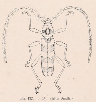 <i>Dryobius</i> Species of beetle