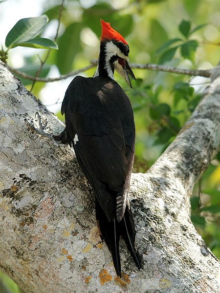 File:Dryocopus pileatus (young male).jpg