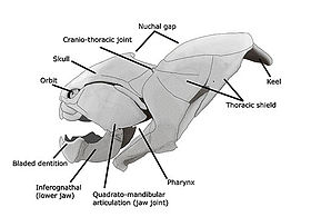 Dunkleosteus skull steveoc.jpg