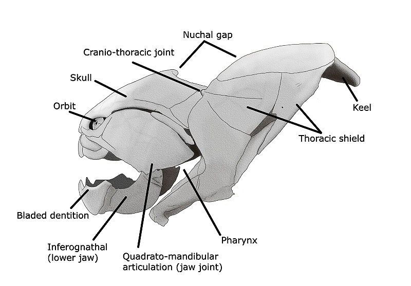 File:Dunkleosteus skull steveoc.jpg