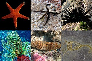 <span class="mw-page-title-main">Echinoderm</span> Exclusively marine phylum of animals with generally 5-point radial symmetry