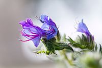 Viper's Bugloss,