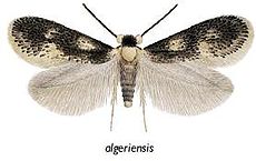 Ektoedemiya algeriensis erkak.JPG