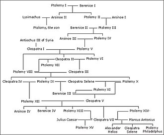 Family tree of the Ptolemaic dynasty, with many marriages between close relatives causing pedigree collapse. EgyptianPtolemies2.jpg