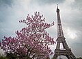 Eiffel Tower from the northwest, Paris 5 May 2012.jpg