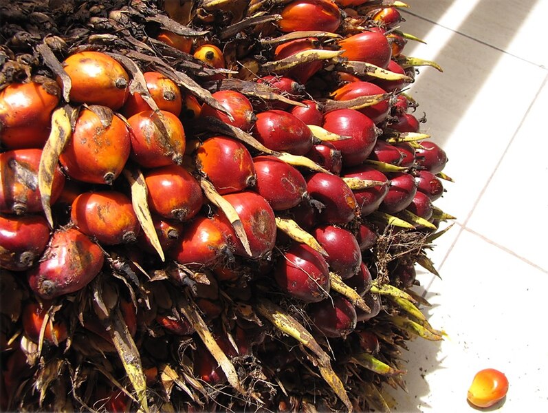 File:Elaeis guineensis - noix de palme - oil palm fruit detail.jpg