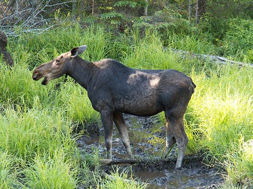 Сколько весит лось. Уссурийский Лось. Лось Полуторник. Alces americanus.