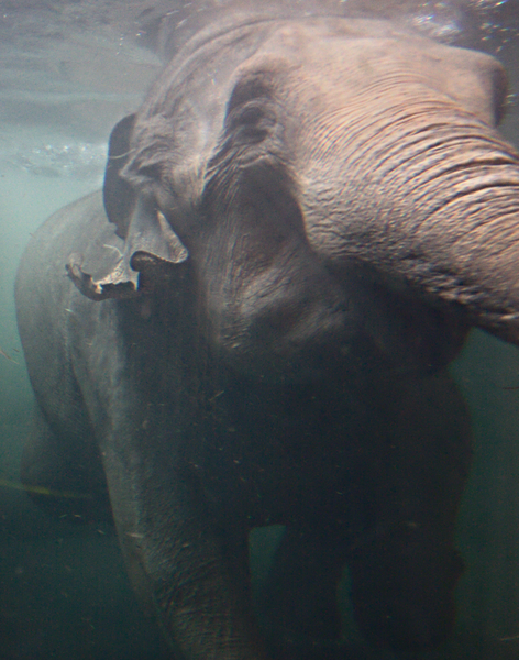 File:Elefantendame im Zoo Leipzig.png