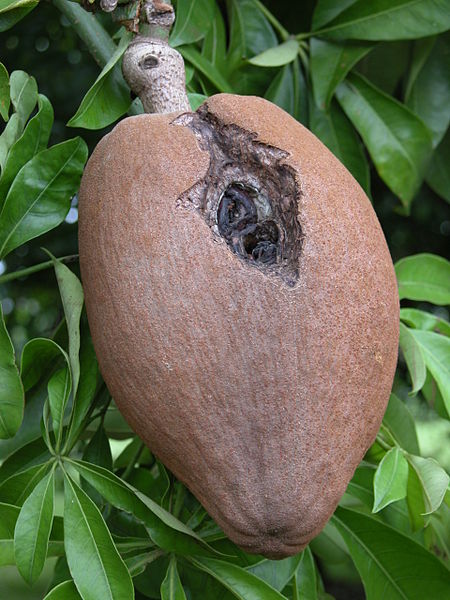 File:ElephantApple Asit.fs.jpg