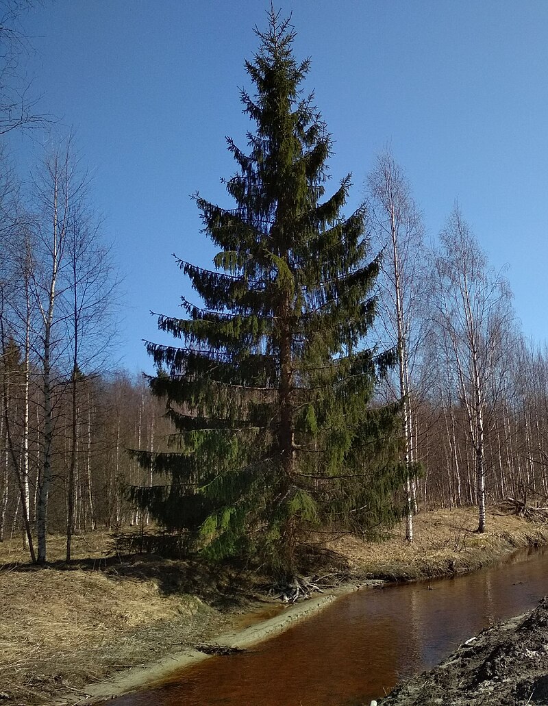 Ель в лесу, под елью белка