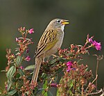 Emberizoides herbicola -Piraju ، Brasil -nature reserve-8a.jpg