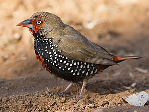 Emblema pictum -Karratha, Pilbara, Western Australia-8.jpg