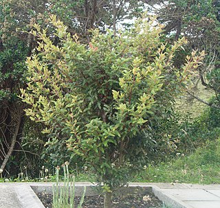 <i>Weinmannia tomentosa</i> Species of tree