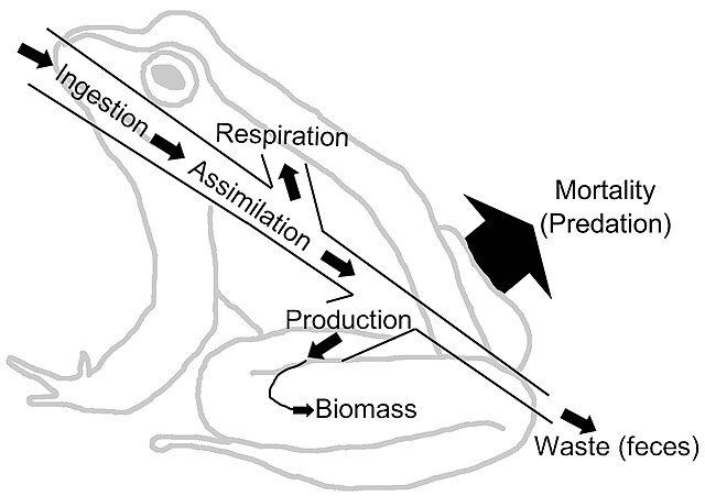 Energy flow diagram of a frog. The frog represents a node in an extended food web. The energy ingested is utilized for metabolic processes and transfo